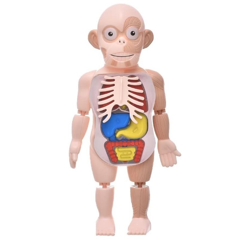 نموذج جسم بشري ثلاثي الأبعاد لأعضاء الجسم