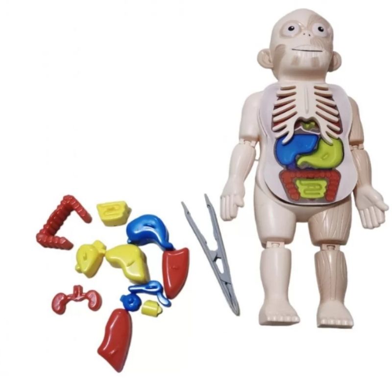 نموذج جسم بشري ثلاثي الأبعاد لأعضاء الجسم